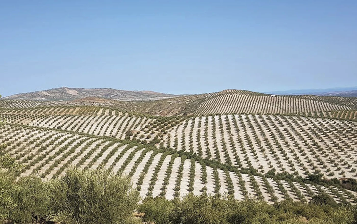 Collines d'oliviers, Espagne